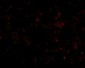 SCARB1 Antibody
